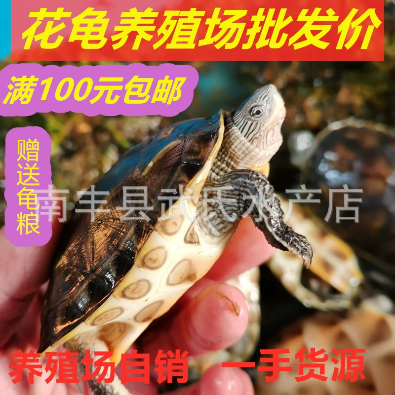 外塘珍珠龟花龟苗子草龟观赏龟大珍珠龟中华花龟批零玩具龟宝