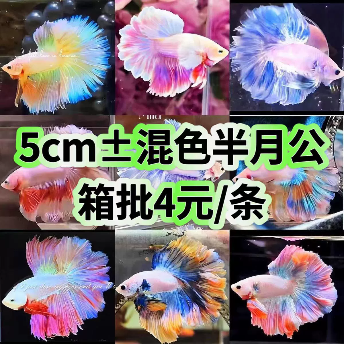 泰国斗鱼热带观赏鱼狮王婚纱鱼半月公鱼马尾活体夜市摆摊网红批发