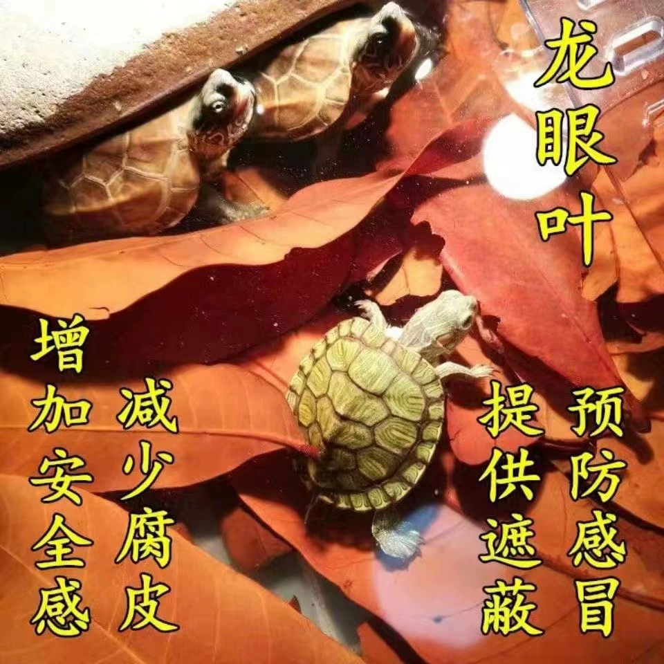 龙眼叶养龟仿生躲避防腐皮白眼叶免煮调节水质造景乌龟叶仿生态